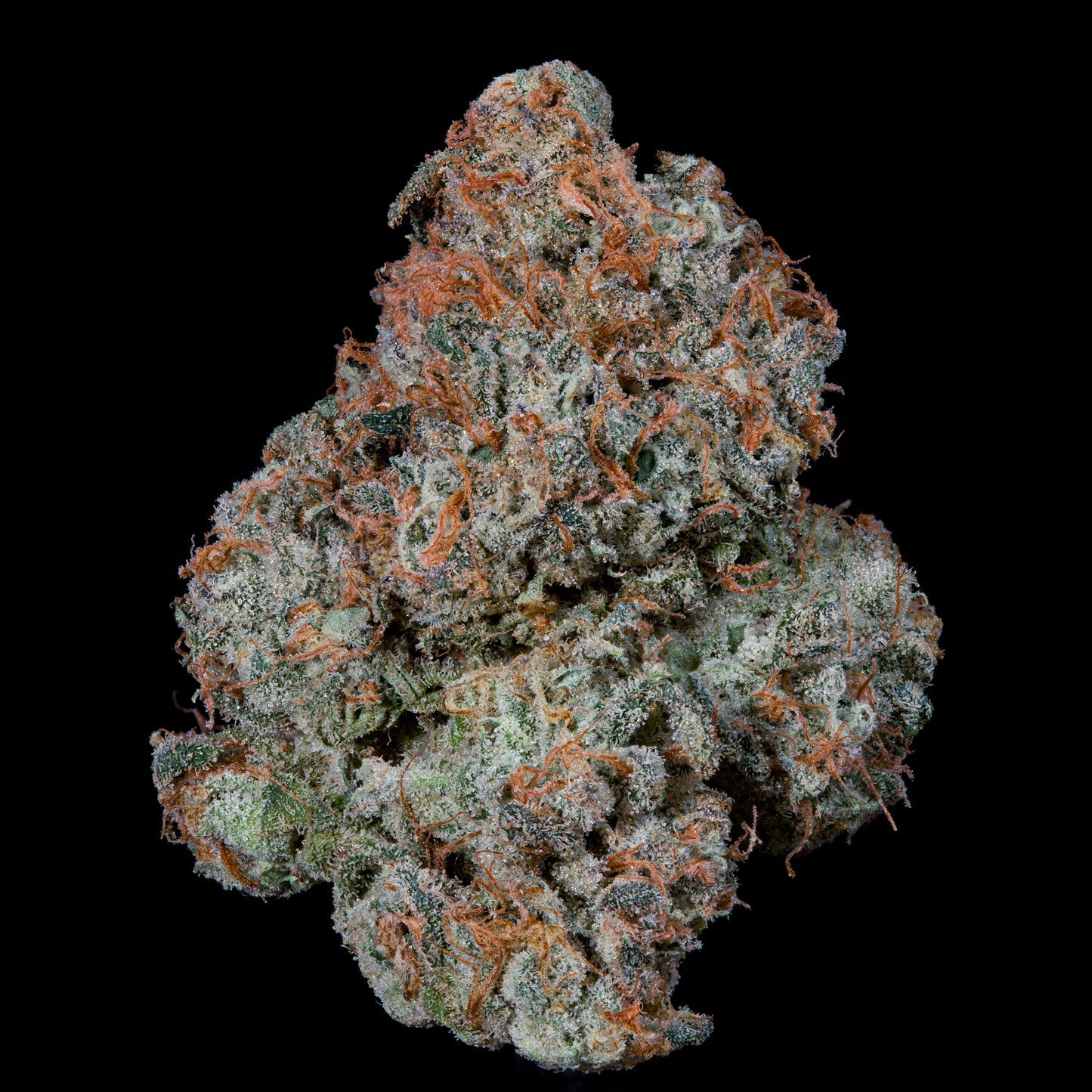 Riviera Drip™ (x3) - Monaco x Papaya Drip - Semillas Feminizadas- Nine Weeks Harvest | semillas feminizadas Riviera Drip