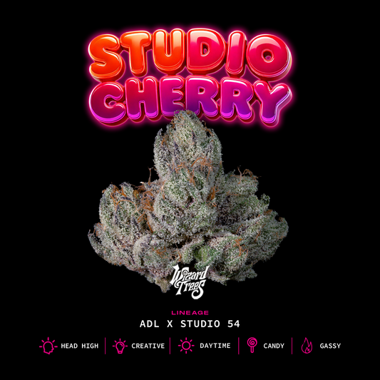 Studio Cherry™ (x3)  - Semillas Feminizadas - ADL (Lemon Cherry) x Studio 54 - Wizard Trees | semillas feminizadas Studio Cherry
