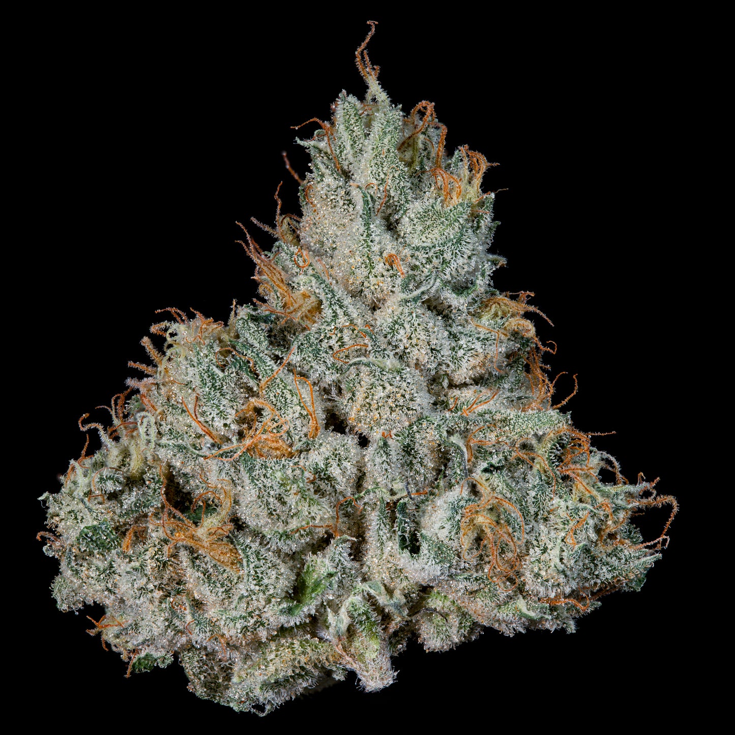 Studio Sesh™ (x3)  - Semillas Feminizadas - Sherbanger 22 x Studio 54 - Wizard Trees | semillas feminizadas Studio Sesh