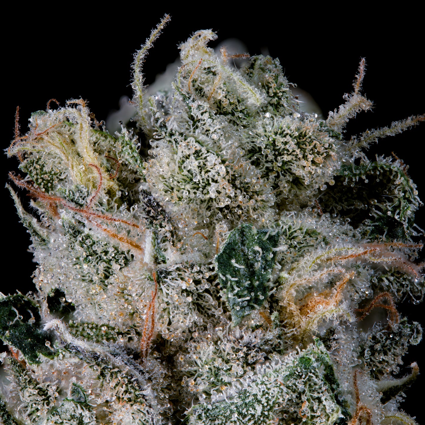 Studio Sesh™ (x3)  - Semillas Feminizadas - Sherbanger 22 x Studio 54 - Wizard Trees | semillas feminizadas Studio Sesh