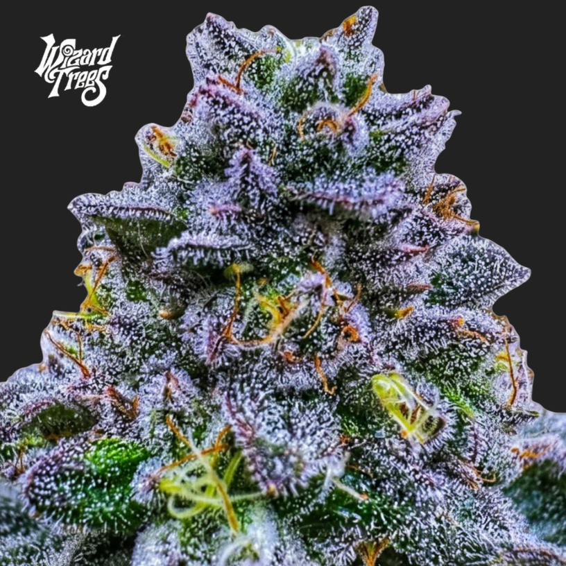 UVAZ™  - Semillas Feminizadas - Grape Jam x Zangria - Wizard Trees | semillas feminizadas Uvaz