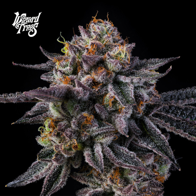 Vice Runtz™ (x6) - Feminized Seeds - Runtz x Zangria - Wizard Trees | Vice Runtz feminized seeds