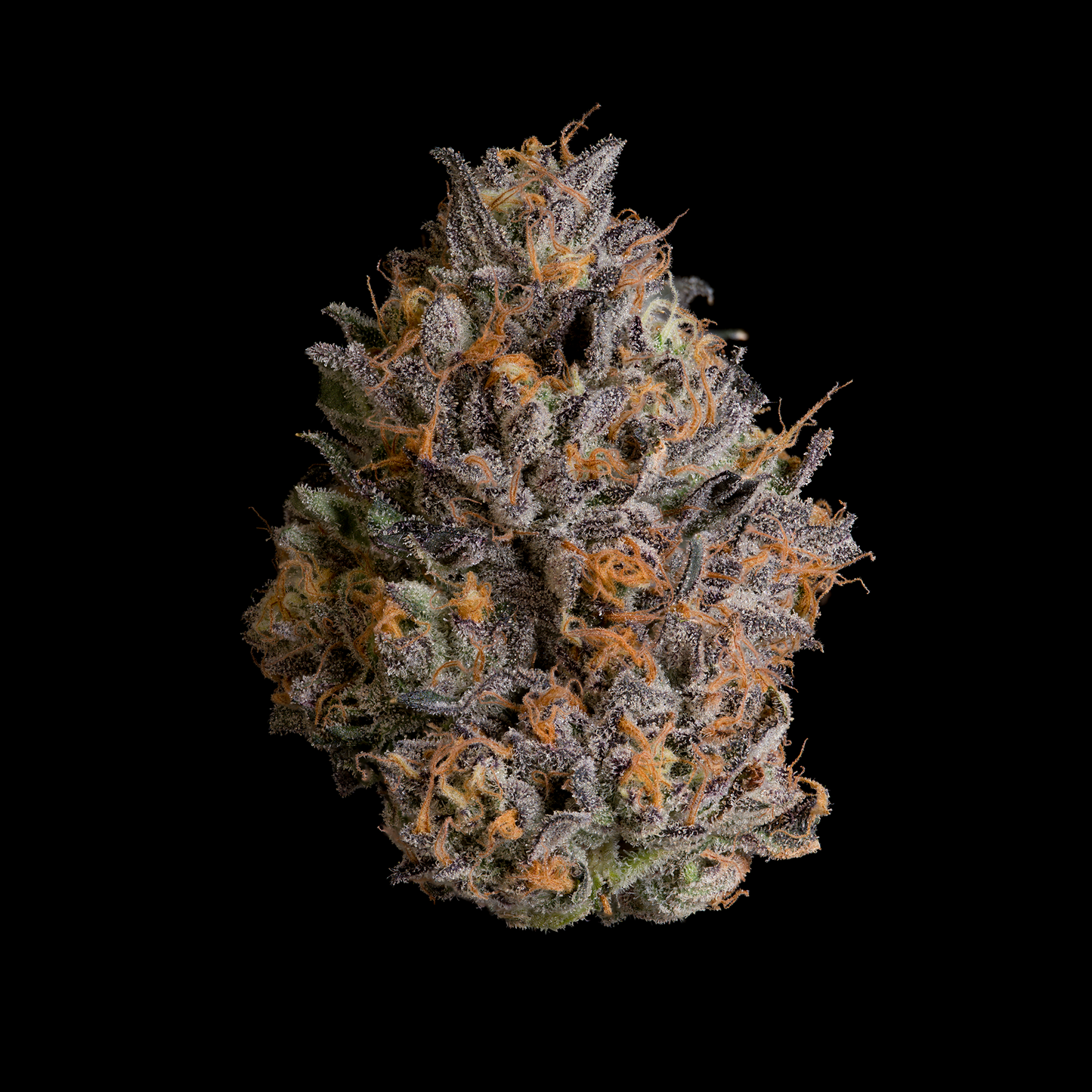 BLACK BOW™ · Wizard Trees