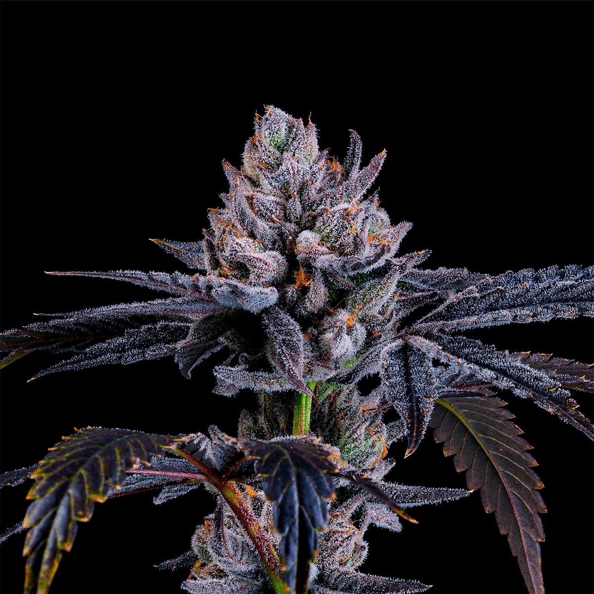 Mylar Magic™ (x6) LCG x Runtz - Semillas Feminizadas - Terpenos Extremos  - Nine Weeks Harvest | semillas feminizadas Mylar Magic