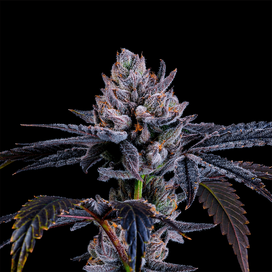 Mylar Magic™ (x6) LCG x Runtz - Semillas Feminizadas - Terpenos Extremos  - Nine Weeks Harvest | semillas feminizadas Mylar Magic