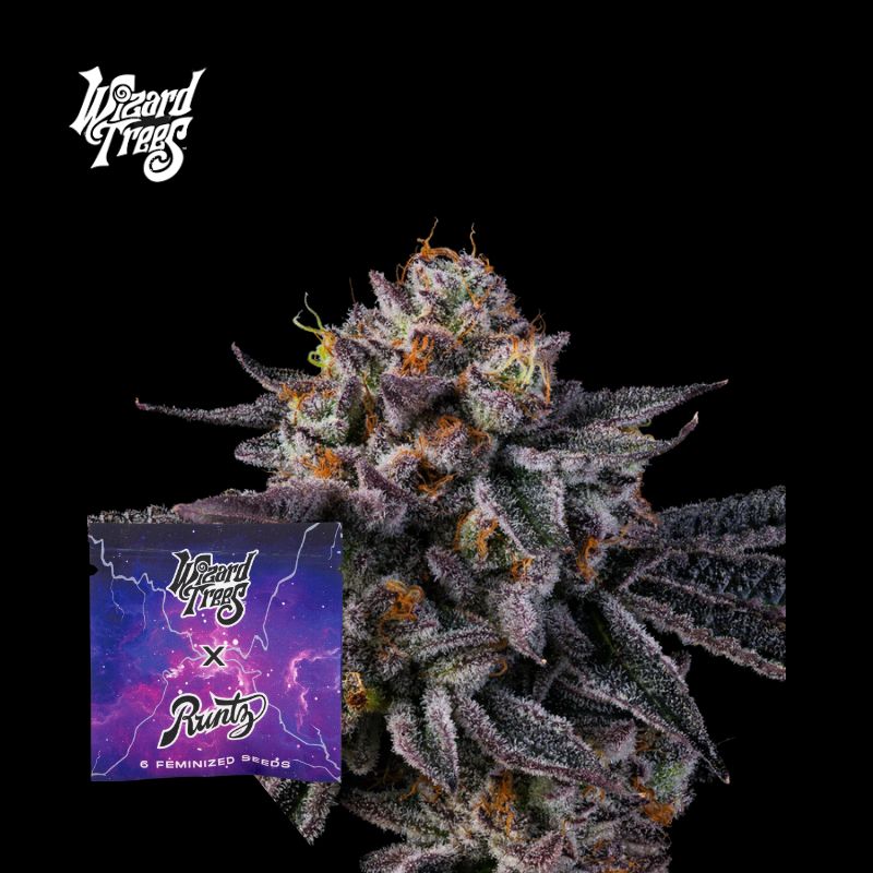 Vice Runtz™ (x6)  - Semillas Feminizadas - Runtz x Zangria - Wizard Trees | semillas feminizadas Vice Runtz